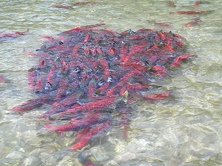 Mining Site Could Devastate Wild Salmon